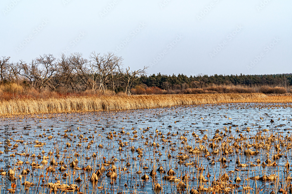 The landscape of Jingyuetan National Forest Park in Changchun, China in early winter