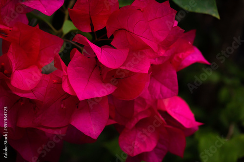 Red tropical flower plant in natural environment.