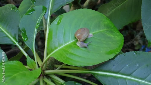 snail on a green leaf
