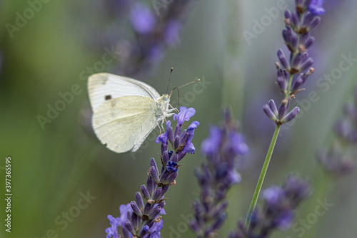 Schmetterling an Lavendelblüten