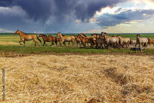 A herd of horses runs across the field against the backdrop of a cloudy sky.