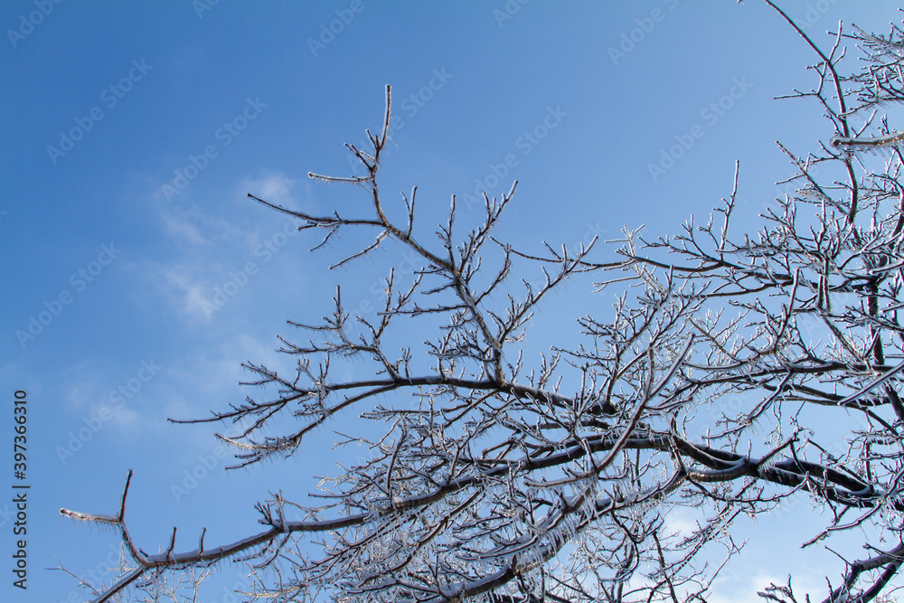 Frozen tree branches covered by ice after an ice storm. Winter landscape. Frozen tree branches covered by ice after an ice storm. Winter landscape.