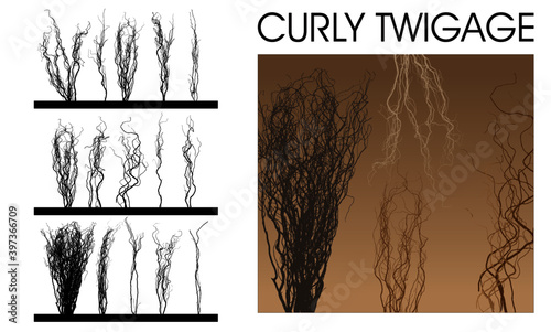 high quality silhouettes of curly willow branches and Indian grass, vector