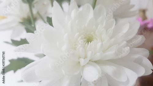 Blurry white flower  Close up petal of white Chrysanthemum flower or white flower isolated use for web design and wallpaper background