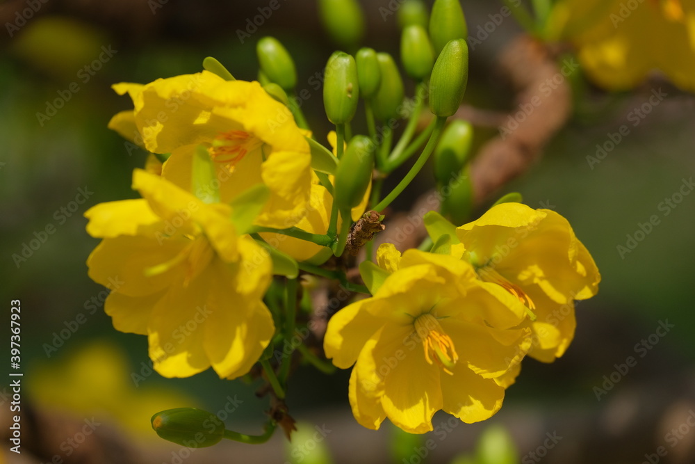 The best stock of apricot blossom (Ochna Integerrima). Royalty high quality free imamge of Ochnaceae. Ochna integerrima is symbol of Vietnamese traditional lunar New Year. Mai flower in Vietnamese The best stock of apricot blossom (Ochna Integerrima). Royalty high quality free imamge of Ochnaceae. Ochna integerrima is symbol of Vietnamese traditional lunar New Year. Mai flower in Vietnamese
