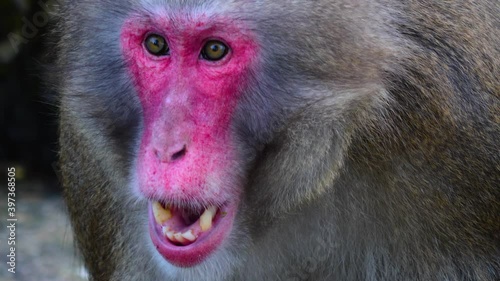 Close up of male macaque monkey being surprised with funny face