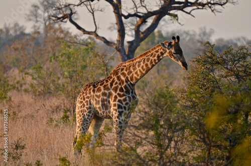 giraffe in the savannah