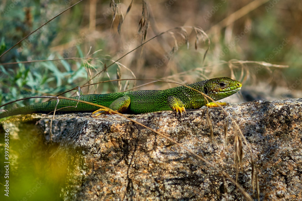 Obraz premium lizard, reptile, green, animal, nature, wildlife, wild, macro, lacerta, animals, close-up, tail, iguana, chameleon, small, eye, grass, reptiles, stone, forest, creature, dragon, tree