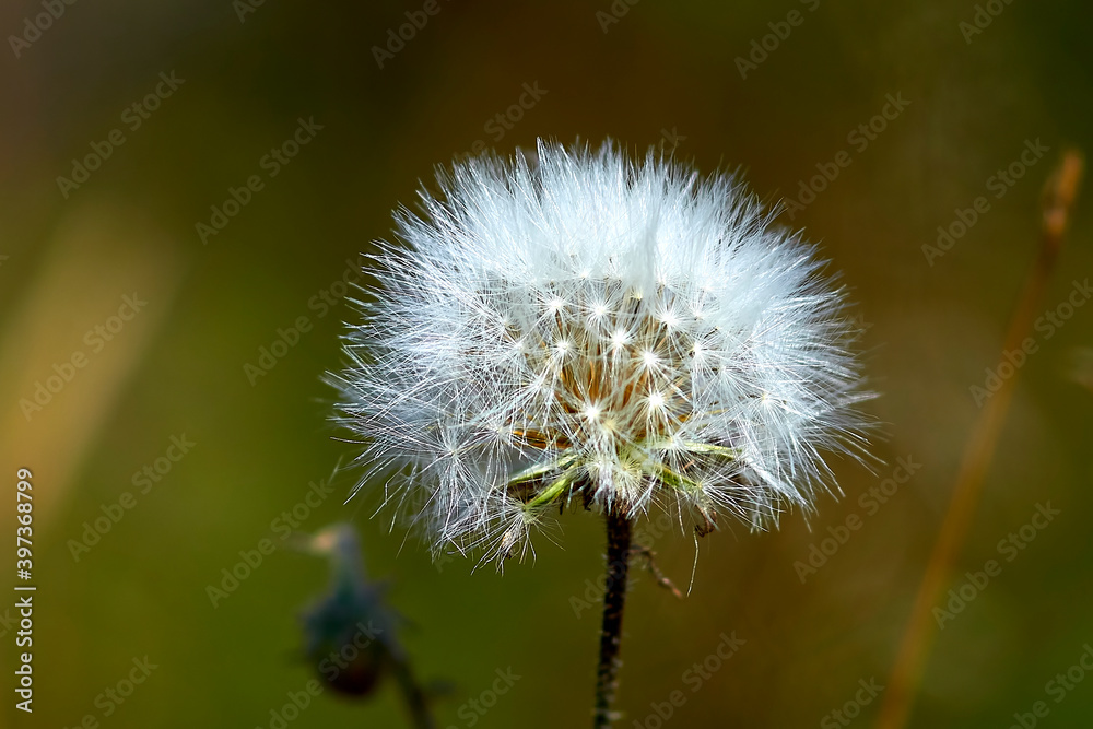 Fototapeta premium dandelion, flower, nature, plant, green, seed, white, spring, summer, grass, weed, flora, fluffy, seeds, macro, meadow, closeup, field, wind, flowers, blossom, outdoors, Beautiful. dandelions,
