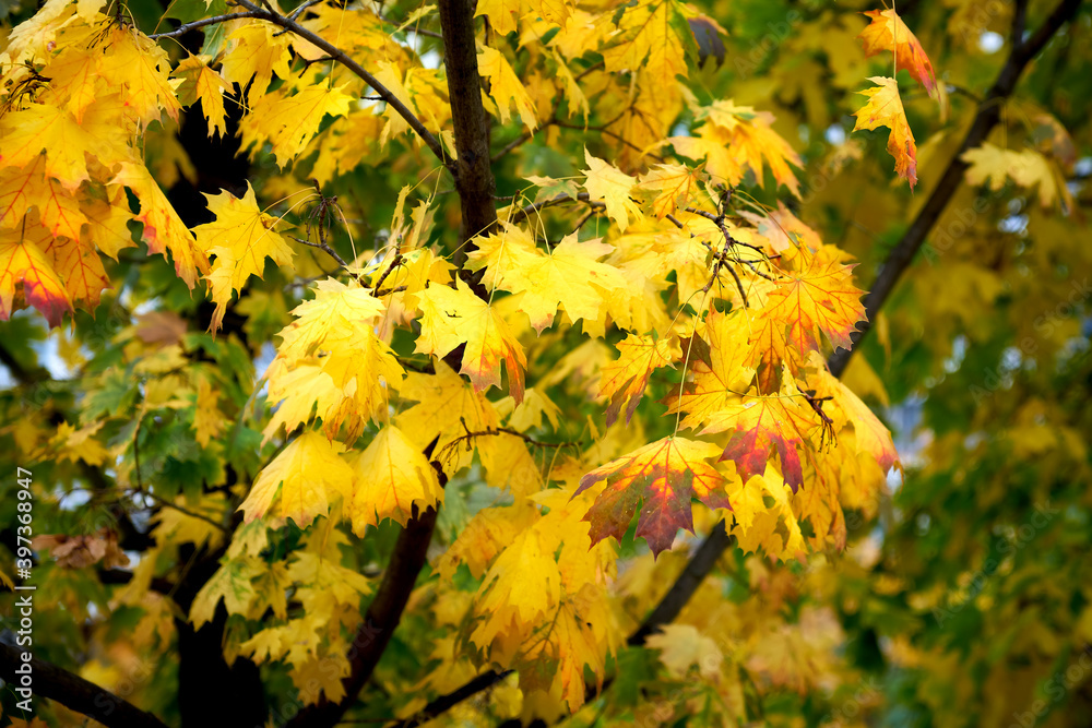 autumn, fall, leaf, leaves, maple, nature, tree, branch, red, redheads, orange, season, forest, foliage, park, color, bright, plant, colorful, gold, close up, backdrop, golden, outdoors air, October,
autumn, fall, leaf, leaves, maple, nature, tree, branch, red, redheads, orange, season, forest, foliage, park, color, bright, plant, colorful, gold, close up, backdrop, golden, outdoors air, October,