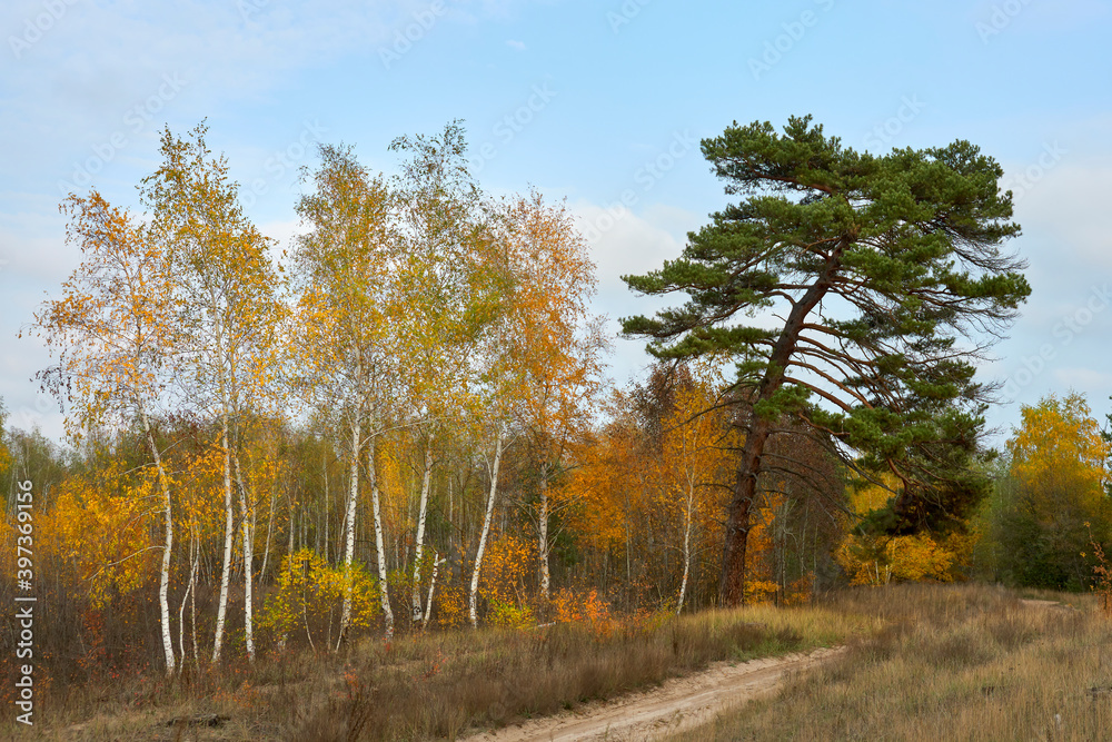 
autumn, forest, landscape, nature, tree, sky, fall, trees, road, season, leaves, red, birch, blue, leaf, tree, park, foliage, green, grass, field, rural, color, red, pine ,