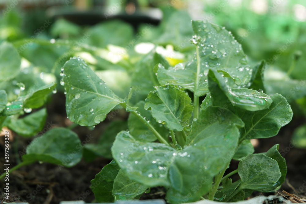 Obraz premium water drops on a leaf 