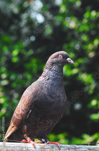 Pigeon posing for the photo. Front view of the face of pigeon face to face with green background.