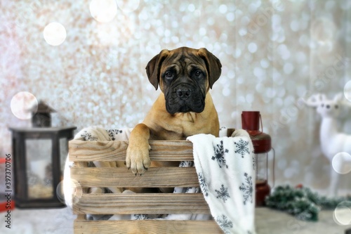 bullmastiff chiot caisse photo