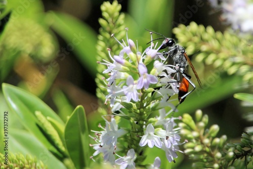 Tyde's Sand Wasp ( Podalonia tydei) feeding on nectar of Hebe flower, South Australia photo