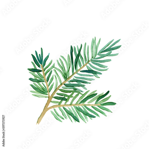 Green lush spruce branch. Fir branches  Christmas  New Year.