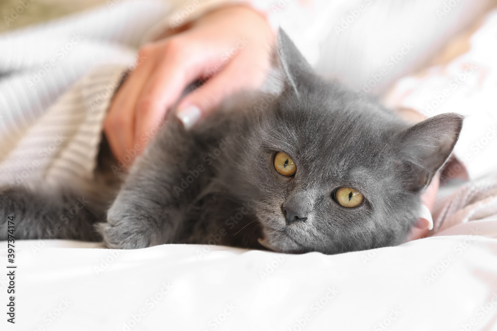 Cute cat with owner resting on bed. Concept of heating season