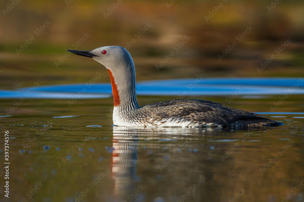 Sterntaucher (Gavia stellata) Sterntaucher (Gavia stellata)