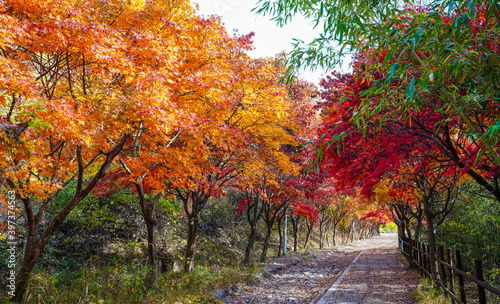 무등산 국립공원 둘레길의 가을 풍경