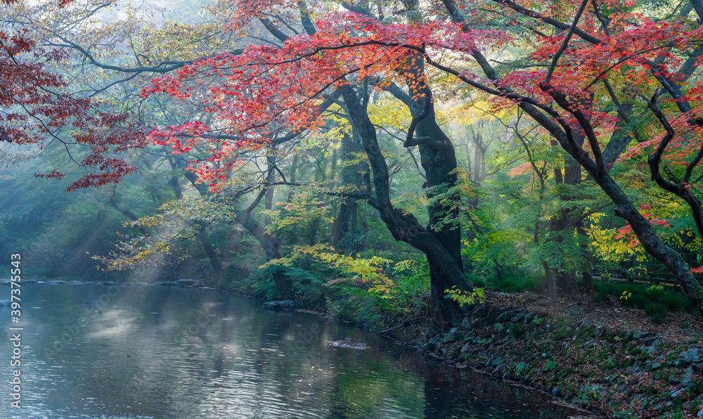 Obraz Jesienna sceneria nad strumieniem z pięknymi kolorowymi liśćmi