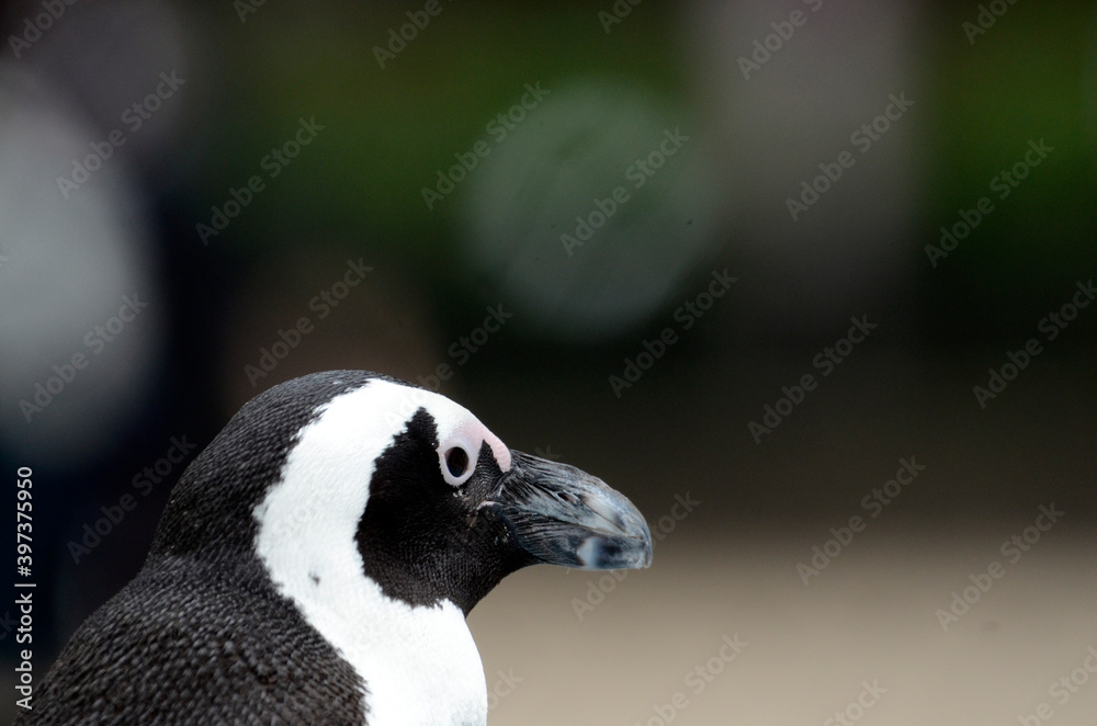 Naklejka premium ケープペンギン