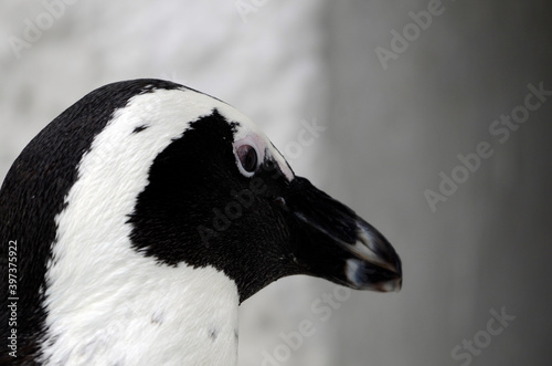 ケープペンギン
