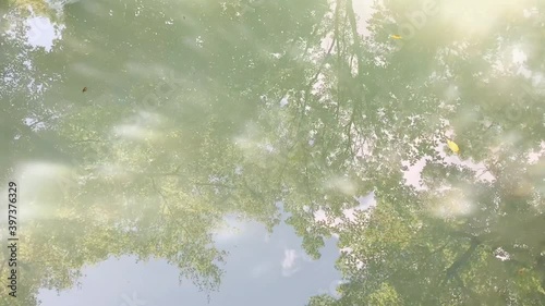 光に反射する水面とそこに映る木々