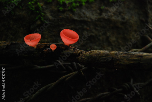 Red Champagne Mushroom