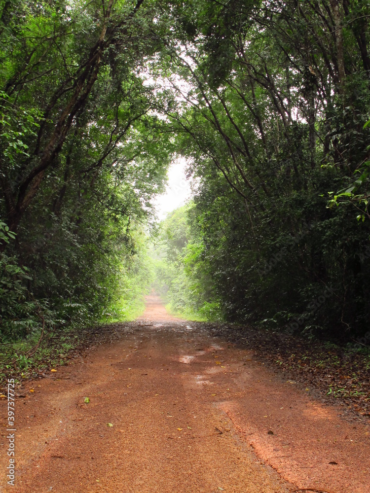 Naklejka premium path in the forest