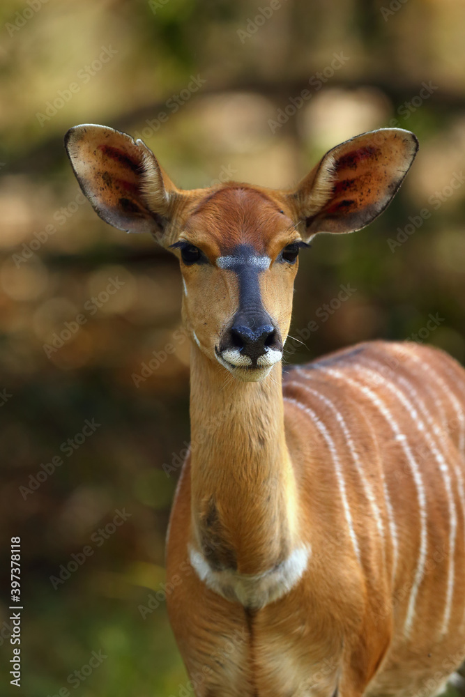 The nyala (Tragelaphus angasii), also called inyala, adult female portrait.Portrait of a female large African antelope in a thick bush. The nyala (Tragelaphus angasii), also called inyala, adult female portrait.Portrait of a female large African antelope in a thick bush.
