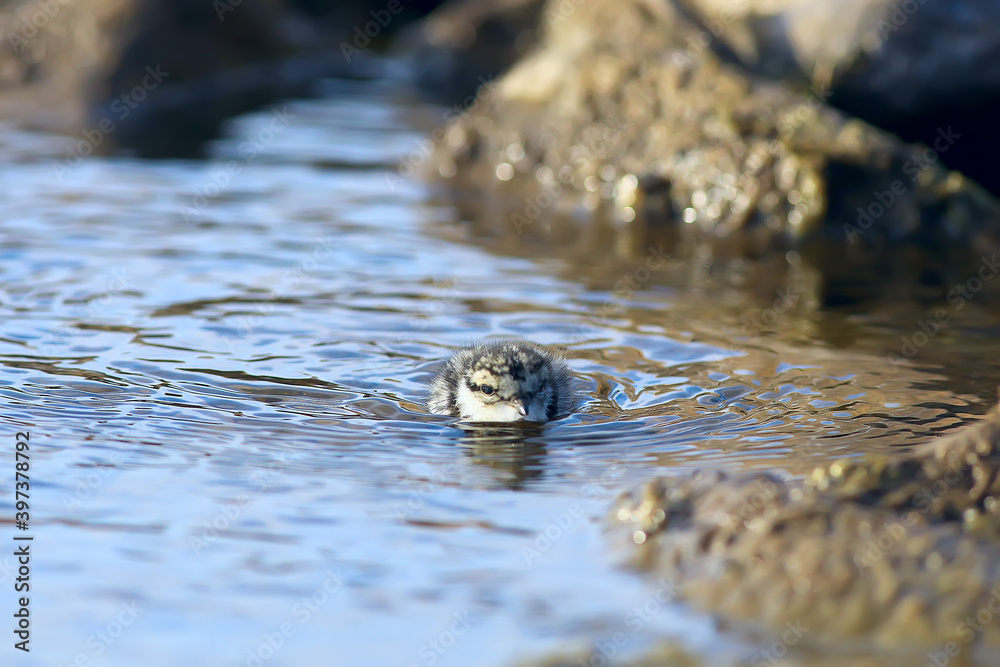 little cute chick / little gull in the wild, beautiful chick in the wild little cute chick / little gull in the wild, beautiful chick in the wild
