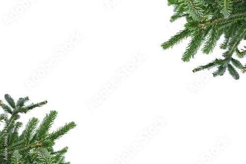Background ,Beautiful nature fresh  green young pine trees on white background isolated  with space for text. Pin branch  Nordmann Fir christmas tree, a large evergreen coniferous tree . photo