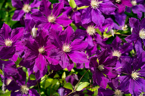 Bright large purple clematis flowers.