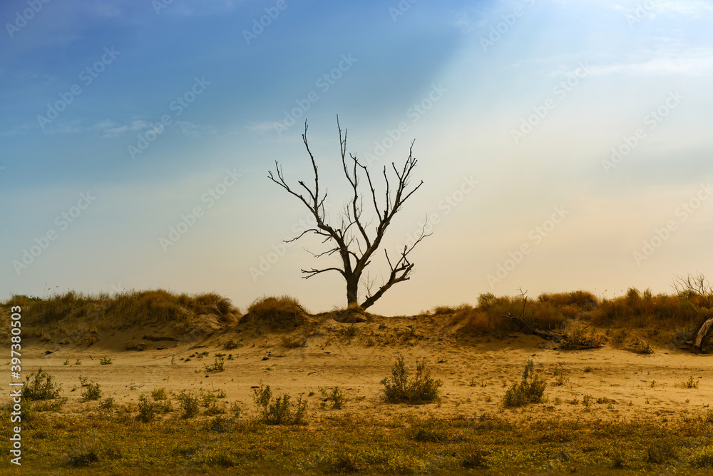 Obraz premium Lonely withered tree on a sandy cliff.