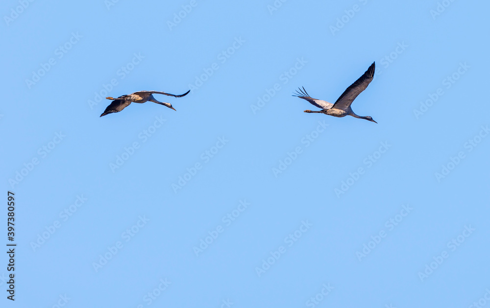 Obraz premium Two cranes flying in the clear blue sky at springtime