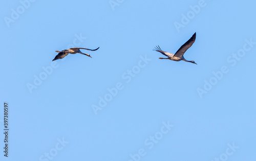 Two cranes flying in the clear blue sky at springtime