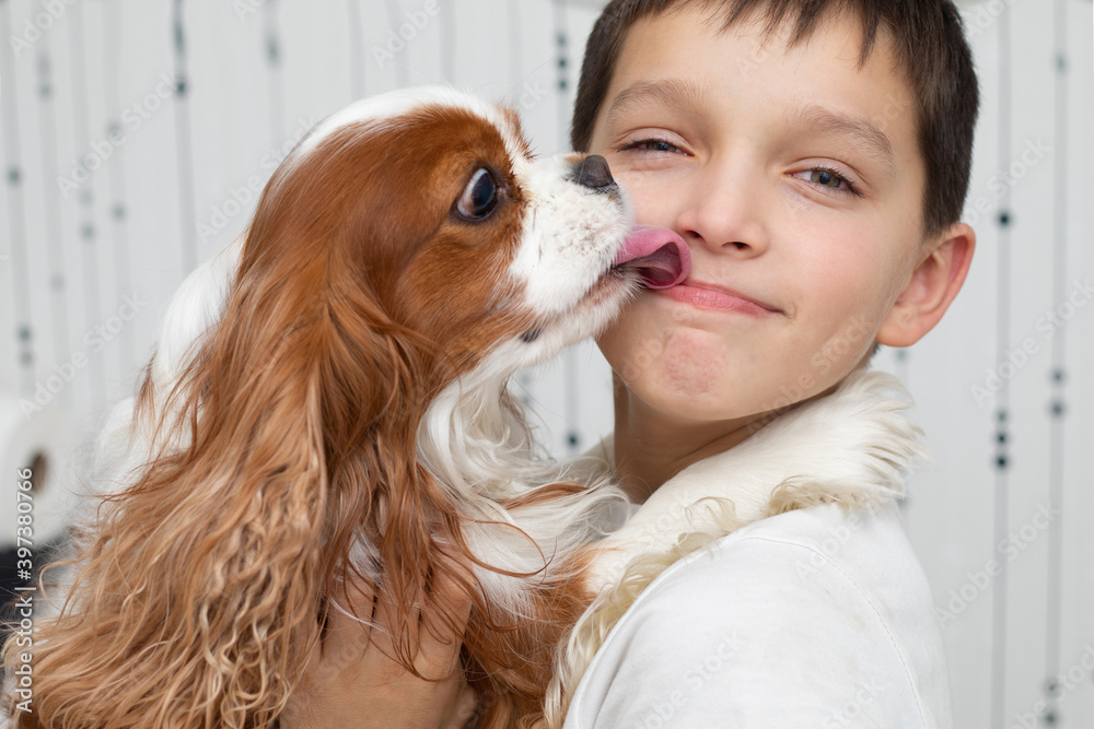 Dog Cavalier King Charles Spaniel licking his owner's boy. Happy boy looking at the camera and smiling. Close-up photo Dog Cavalier King Charles Spaniel licking his owner's boy. Happy boy looking at the camera and smiling. Close-up photo