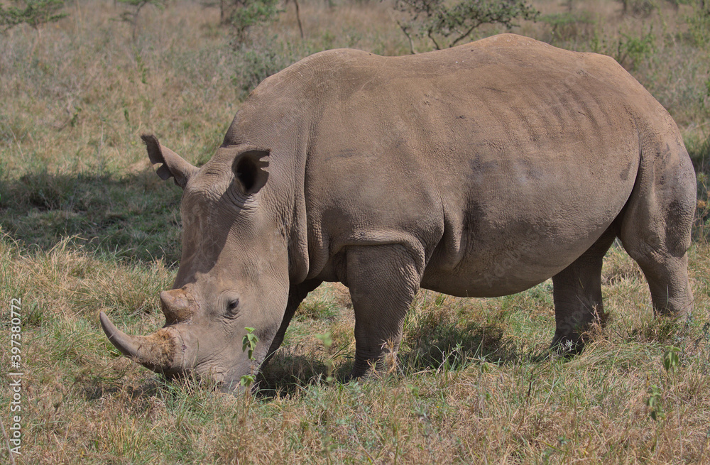 side-view of southern white rhino feeding on grass in the wild nairobi national park, kenya side-view of southern white rhino feeding on grass in the wild nairobi national park, kenya