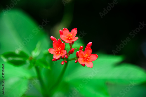 Beautiful red flowers in the capture..
..by @natural_photographer_028 photo