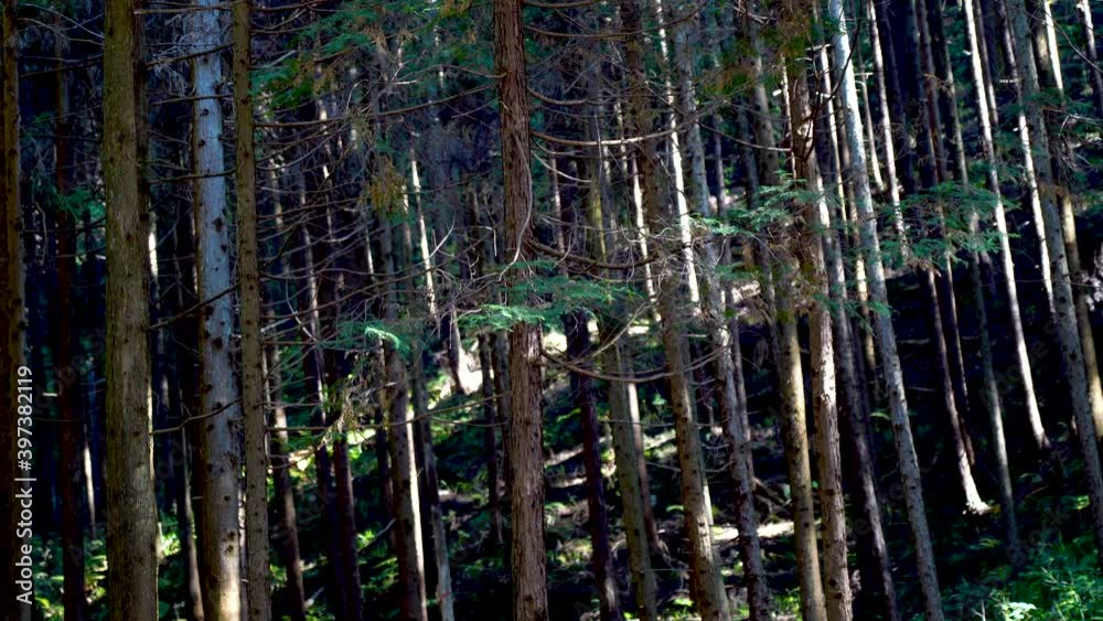 Ceder Forest