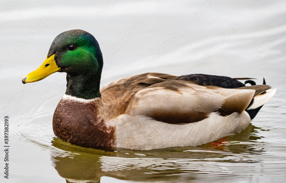 Stockente (Anas platyrhynchos), Männlich, grün Stockente (Anas platyrhynchos), Männlich, grün