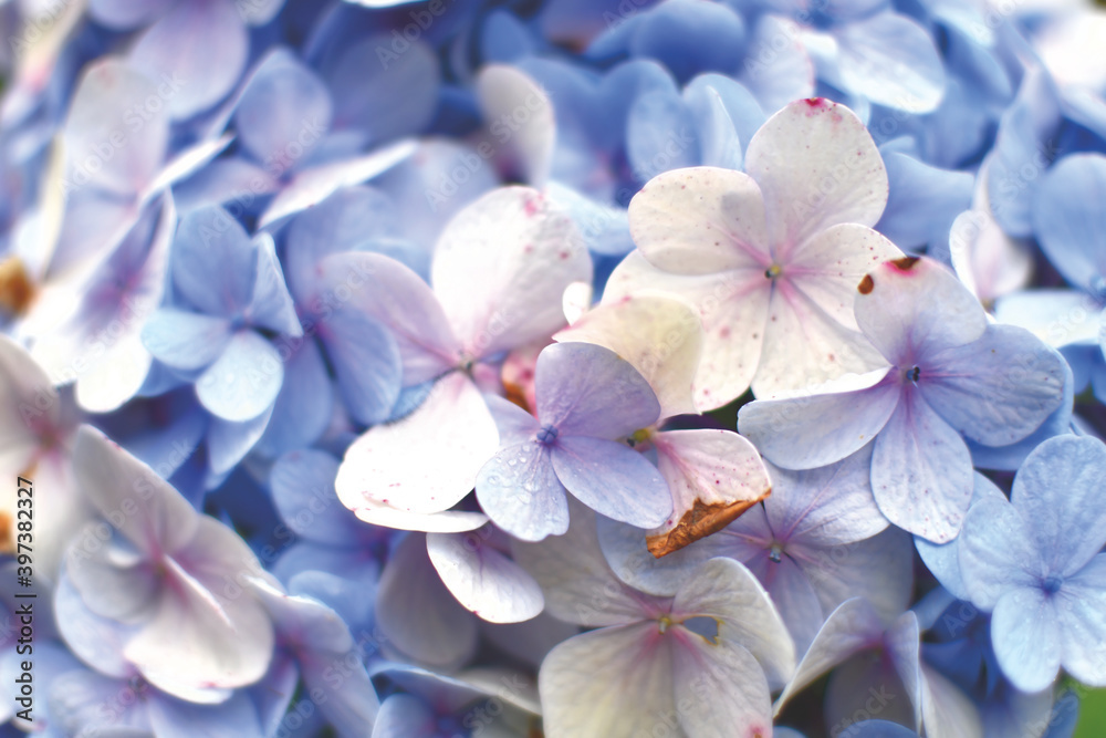 Blurred Abstract of blue Hydrangea flowers background