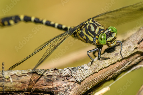 small pincertail or green-eyed hook-tailed dragonfly (Onychogomphus forcipatus) photo