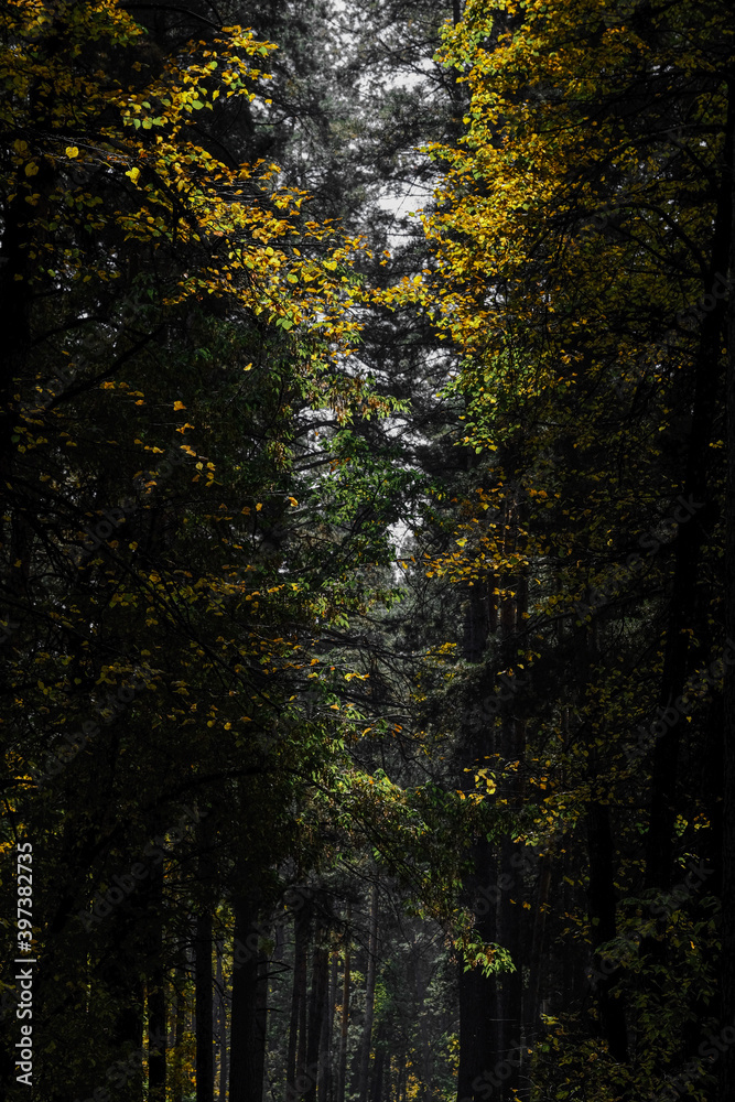 Sunlight in autumn forest