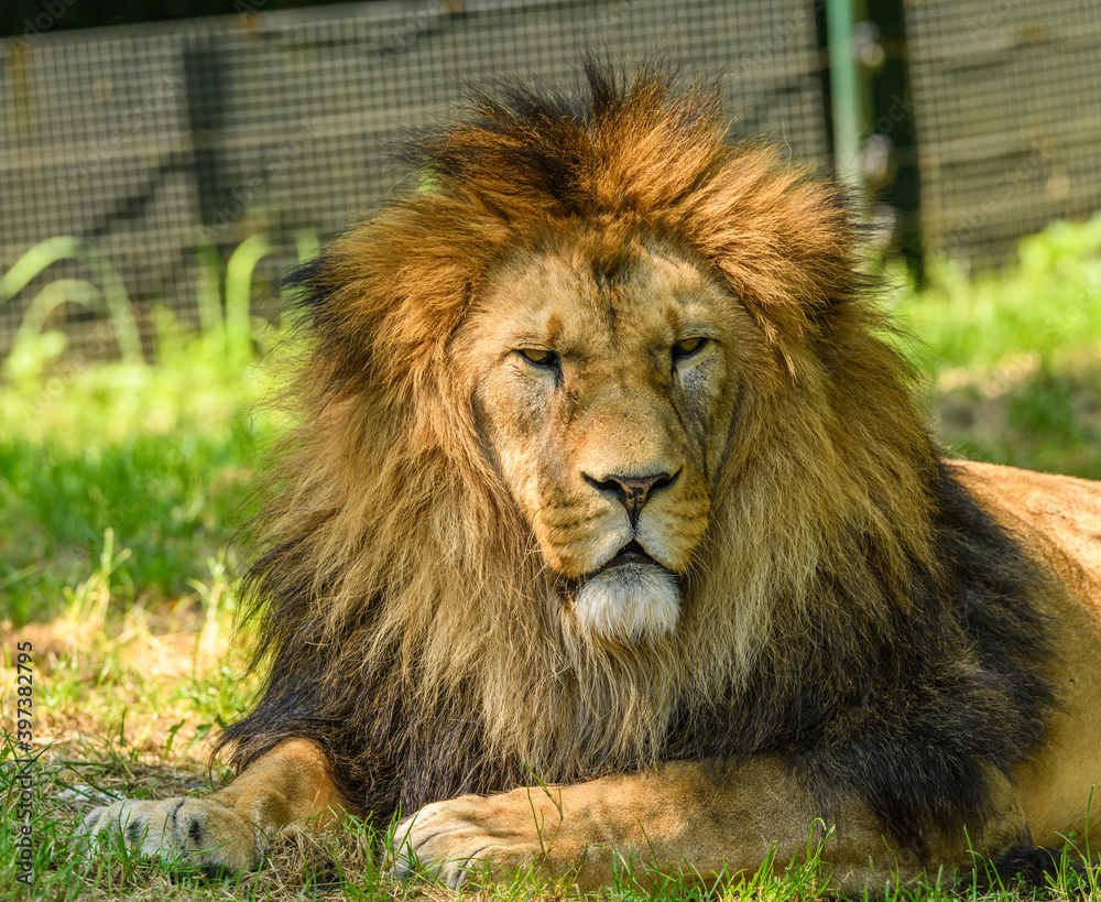 adult male of barbary lion (Panthera leo leo) portrait