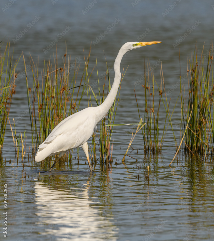 Fototapeta premium great egret (Ardea alba) alias common, large or great white egret or heron wading in pond