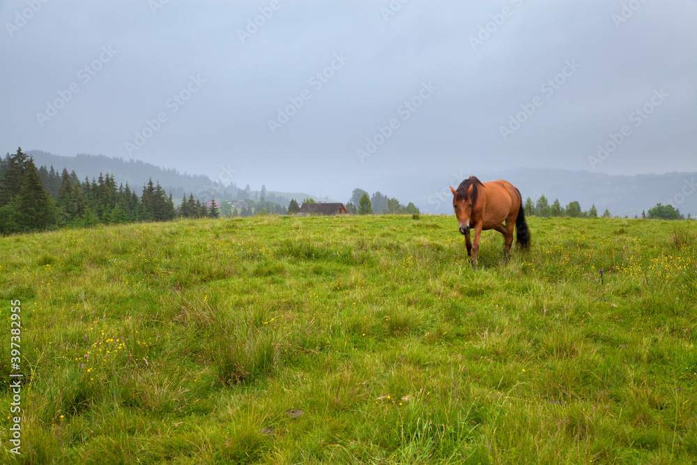 Obraz premium Horse on mountain pasture near the village of Verkhovyna. Ukraine, Carpathians.