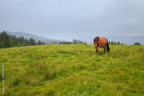 Horse on mountain pasture near the village of Verkhovyna. Ukraine, Carpathians.