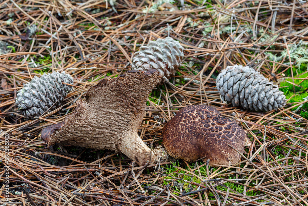 Sarcodon imbricatus. Hidno imbricated mushrooms in pine forest. Sarcodon imbricatus. Hidno imbricated mushrooms in pine forest.