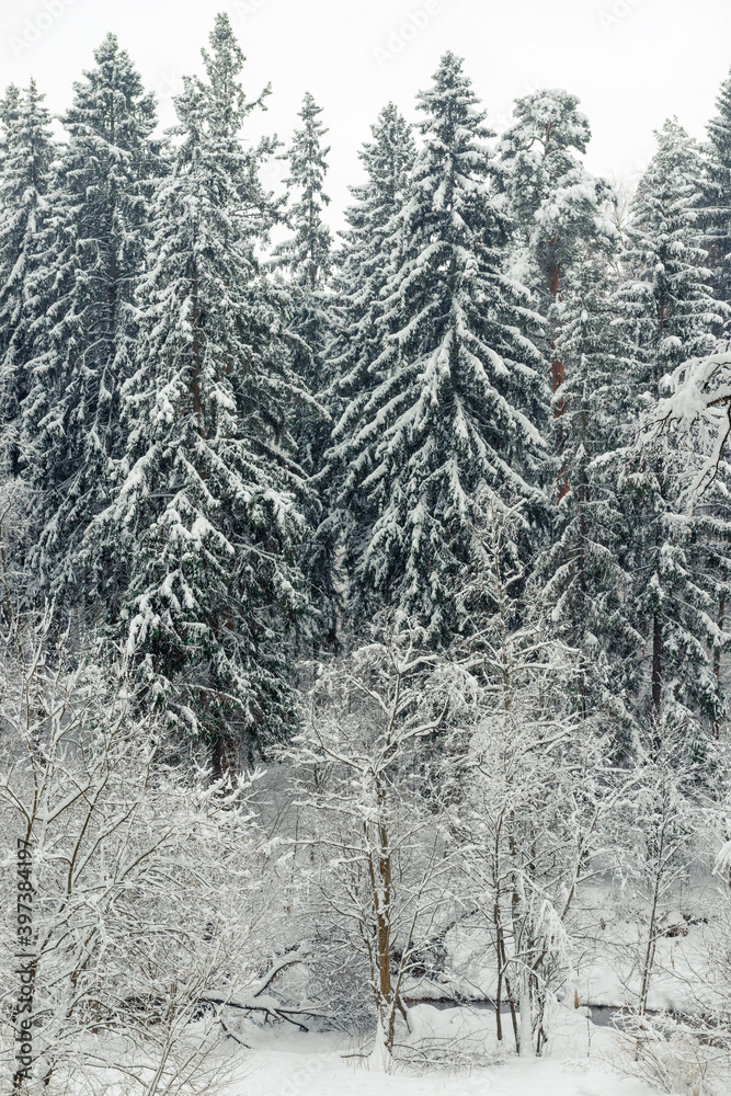 Landscape, beautiful winter mixed forest covered with white snow